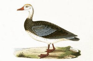 Modrá okřídlená husa, ilustrace z „Historie ptáků Evropy nepozorovaných na Britských ostrovech“ od Charlese Roberta Bree (1811-86), vydáno 1867
