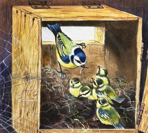 Bluetits od English School