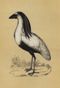 Účet za loď (barevná litografie) od English School