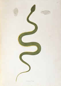 Bodroo Pam Snake z knihy An Account of Indian Serpents sebrané z pobřeží Coromandel Patrickem Russellem, Londýn, 1796 od English School