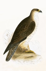 Bonelliho orel, ilustrace z „Historie ptáků Evropy nepozorovaných na Britských ostrovech“ od Charlese Roberta Bree (1811-86), vydáno 1867