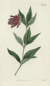 Botanická rytina od English School