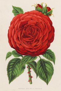Bourbon Rose, Rev H Dombrain (barva lito) od English School