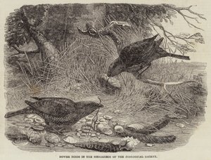Bower Birds ve zvěřinci zoologické společnosti (rytina) od English School