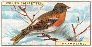 Brambling od English School