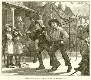Bringing Home the Snakes v Austrálii