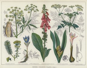 Britské jedovaté rostliny (barva litho) od English School