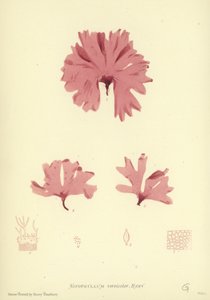 Britské mořské řasy (tištěné v přírodě) od English School