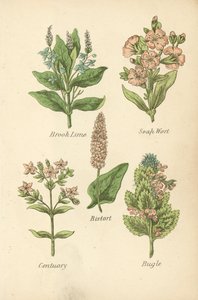 Brook Lime, Soap Wort, Bistort, Centuary, Bugle (barevná litografie) od English School