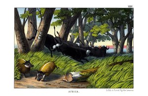 Buffalo od English School