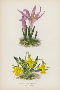 Bulbocodium Vernum; Narcissus Minor (barevná litografie) od English School
