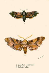 Motýli od English School