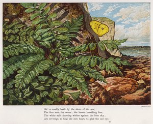 Motýl a kapradí na úpatí útesu u moře (barevná rytina) od English School