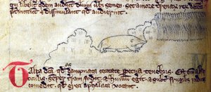 CCA-LitMs/D/10 fol. 11v Krtek, z Bestiáře od English School