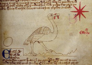 CCA-LitMs/D/10 fol. 16r Pštros, z Bestiáře od English School