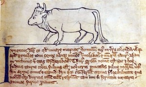 CCA-LitMs/D/10 fol. 9r Bullock, z Bestiáře od English School
