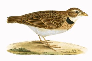 Calandra Lark, ilustrace z „Historie ptáků Evropy nepozorovaných na Britských ostrovech“ od Charlese Roberta Bree (1811-86), vydáno 1867