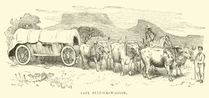 Vagón Cape Bullock od English School