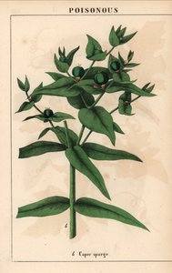 Pryšec kaparový se zelenými semeny, Euphorbia lathyris   , z „Poučné obrázkové knihy aneb lekce ze světa zeleniny“, [Charlotte Mary Yonge], Edinburgh od English School