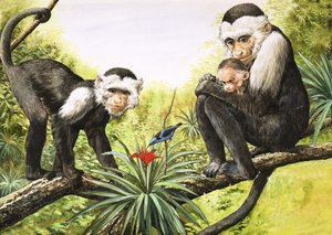 Opice kapucínské, ilustrace z knihy "Říše divů přírody od English School