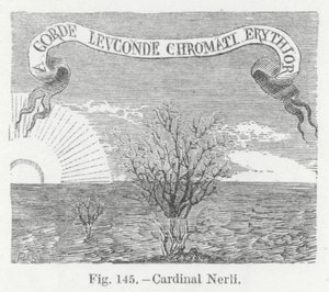 Kardinal Nerli (Gravur)