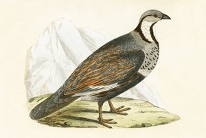 Kavkazská sněžná koroptev, ilustrace z knihy „Historie ptáků Evropy nepozorovaných na Britských ostrovech“ od Charlese Roberta Bree (1811-86), vydáno 1867 od English School