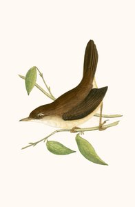 Cettiho pěnice, ilustrace z knihy "A History of the Birds of Europe Not Observed in the British Isles" od Charlese Roberta Bree (1811-86), vydáno 1867. od English School