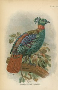Chamba Moonal Pheasant od English School