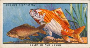 Farbwechsel bei jungen und erwachsenen Fischen, Goldfisch und Jungfische