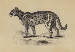 Chati (barevná litografie) od English School