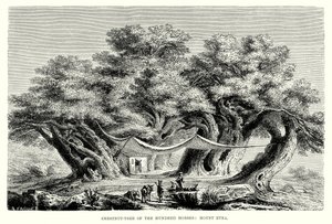 Kaštanovník setinový: Etna (rytina) od English School