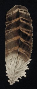 Vánoční přání ve tvaru pírka, blahopřání. (chromolitho) od English School