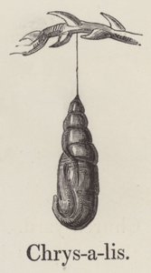 Chrysalis (rytina) od English School
