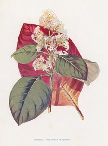 Cinchona (barevná litografie) od English School