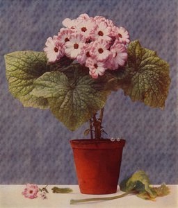 Cineraria (hlubotisk) od English School