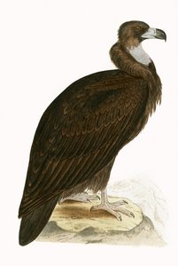 Cinereous Vulture, ilustrace z „Historie ptáků Evropy nepozorovaných na Britských ostrovech“ od Charlese Roberta Bree (1811-86), vydáno 1867 (barevně lito) od English School