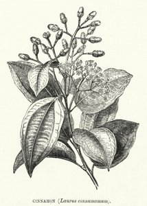 Skořice, Laurus cinnamomum (rytina) od English School