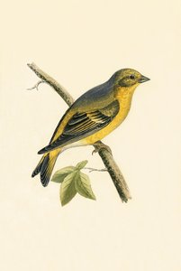 Citril Finch, ilustrace z „Historie ptáků Evropy nepozorovaných na Britských ostrovech“ od Charlese Roberta Bree (1811-86), vydáno 1867
