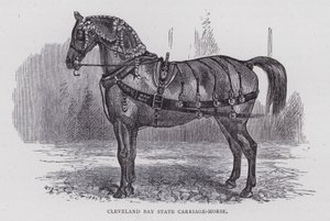 Cleveland Bay State Carriage-Horse (rytina) od English School