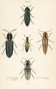 Click beetle: elastický světlomet, Pyrophorus nightlucus 1, Chalcolepidius porcatus 2, lemovaný brouk klikatý, Agriotes lineatus 3, Elater suturalis 4 a Semiotus Differentus 5 od English School