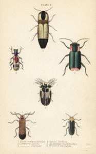 Klikovci: Melanoxanthus melanocephalus 1, Lucola italica 2, Lampyris latreillii 3, Lycus festivus 4, květník měkký, Clanoptilus marginellus 5 a Priocera variegatus 6 od English School