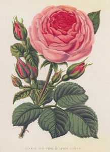 Lezecká růže, princezna Louise Victoria (barva lito) od English School