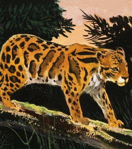 Leopard obláčkový od English School