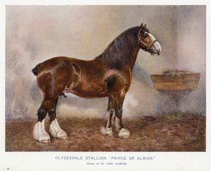 Clydesdale hřebec "Princ z Albionu" od English School