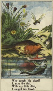 Kohout Robin od English School