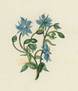 Brutnák lékařský, Borago Officinalis (barva lito) od English School
