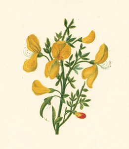 Metla obecná, Cytisus Scoparius (barva lito) od English School