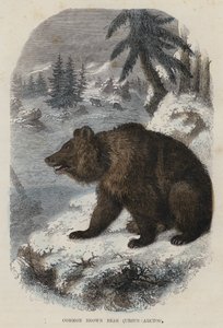 Medvěd hnědý, Ursus Arctos (barevná rytina) od English School