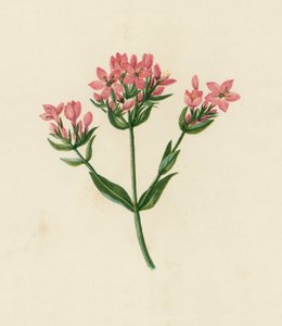 Centaury obecný, Erythraea Centaurium (barevná litografie) od English School