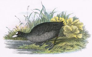 Lyska obecná